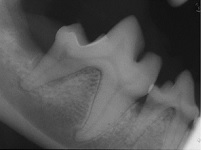 Perioral Radiographic Anatomy Dec 2009-01