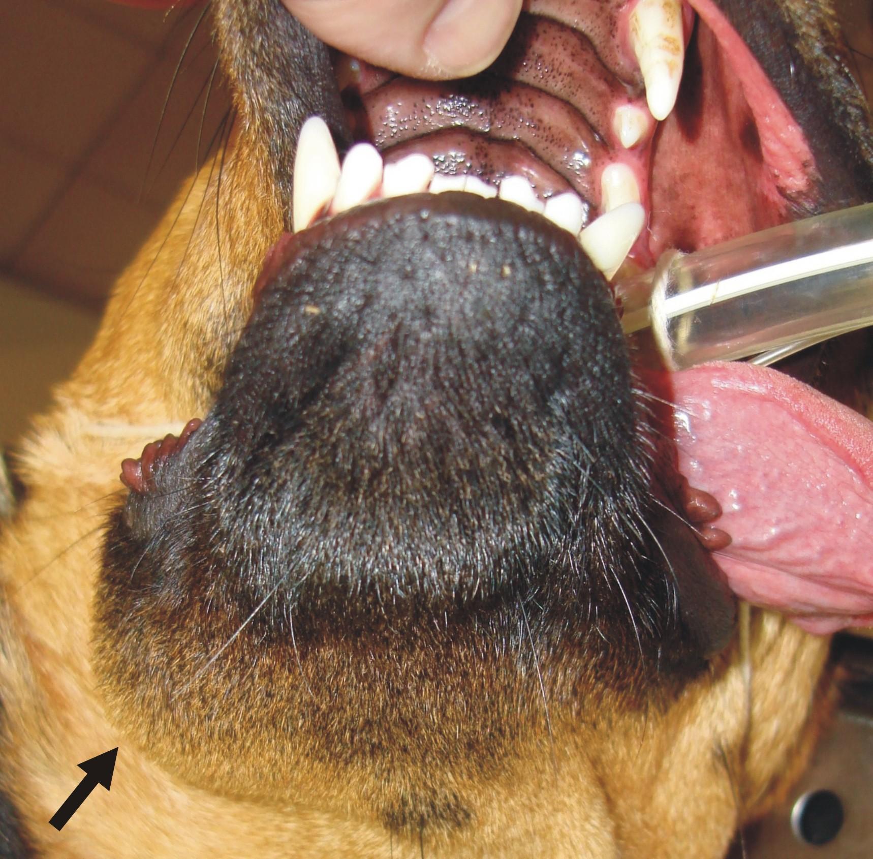 German shepherd dog with- Osteomyelitis (2)