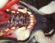 Tooth Luxation Avulsion 02