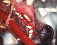Tooth Luxation Avulsion 01