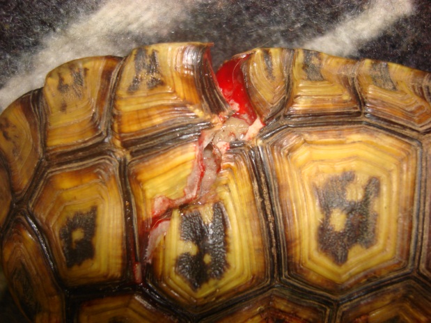 Exotic Animal Tortoise Dental Column December 2012_01