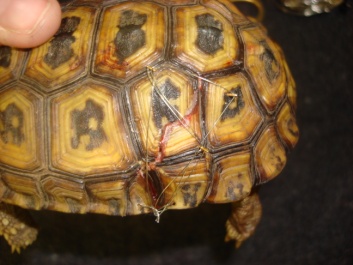 Exotic Animal Tortoise Dental Column December 2012_02