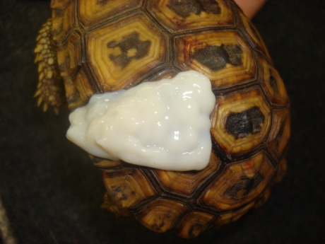 Exotic Animal Tortoise Dental Column December 2012_03
